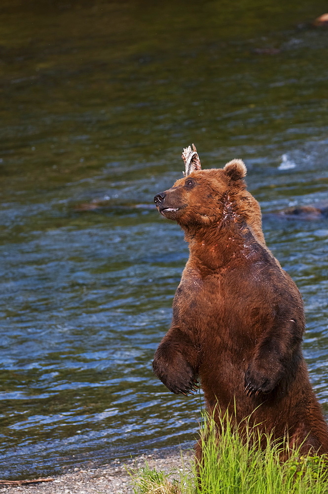 A Scarred Brown Bear Stands To Scratch His Back Along Brooks River, Katmai National Park, Southwest Alaska