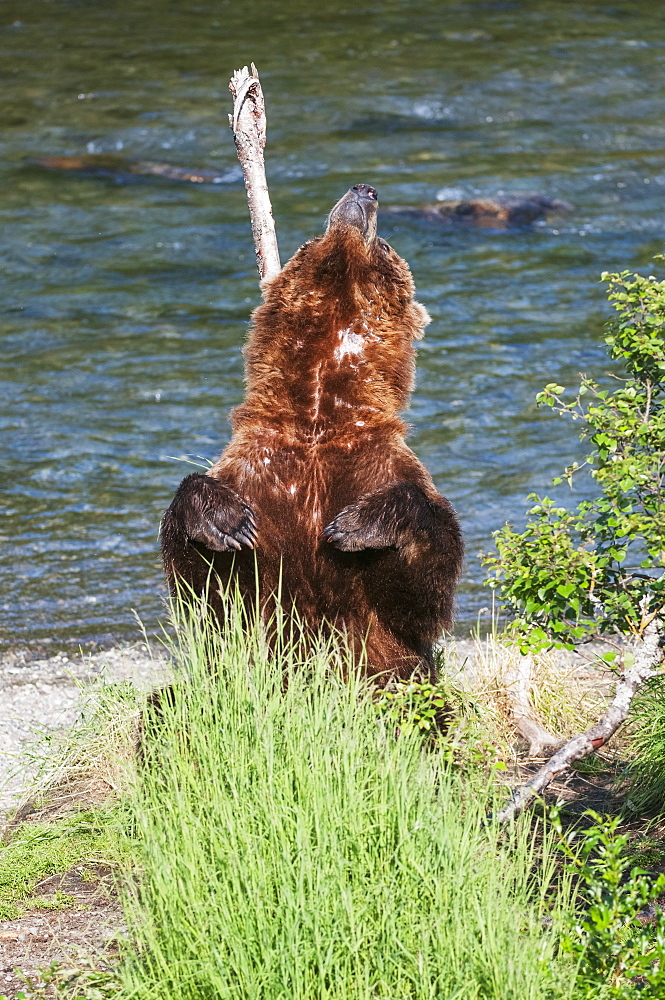 A Scarred Brown Bear Stands To Scratch His Back Along Brooks River, Katmai National Park, Southwest Alaska