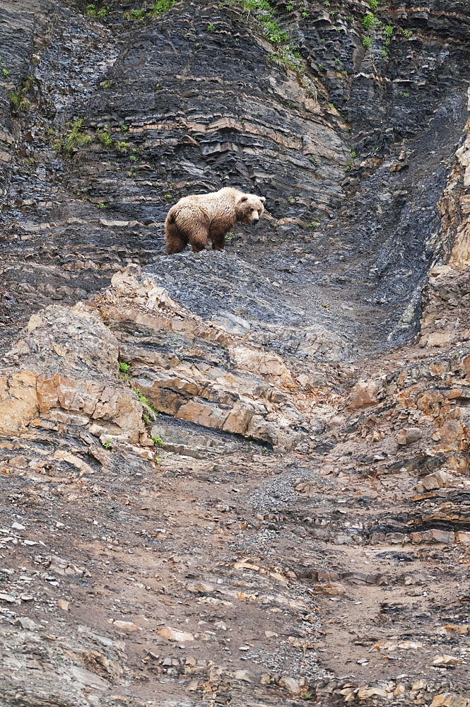 Chignik Brown Bear Climbs A Scree Slope, Southwest Alaska