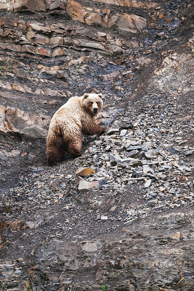 Chignik Brown Bear Climbs A Scree Slope, Southwest Alaska