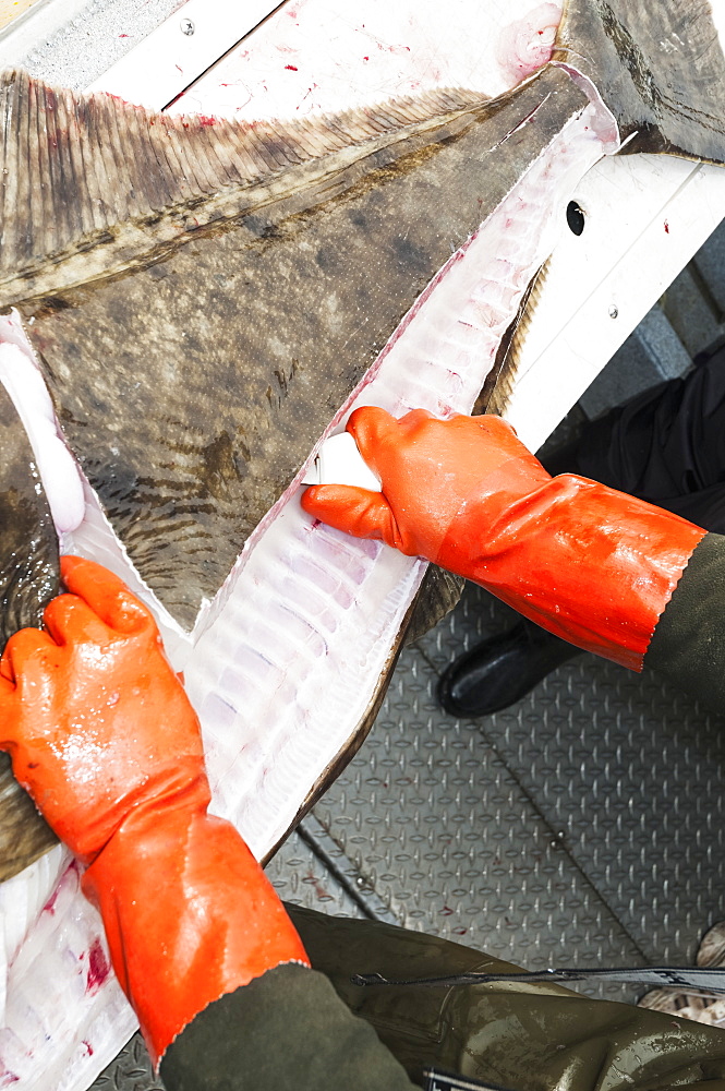 Fisherman Filleting A Halibut, Alaska