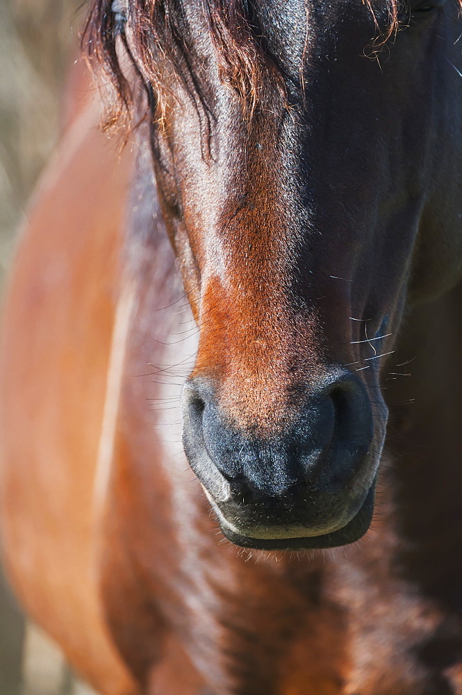 Wild Andalusian Horse, Gainesville, Florida, United States Of America