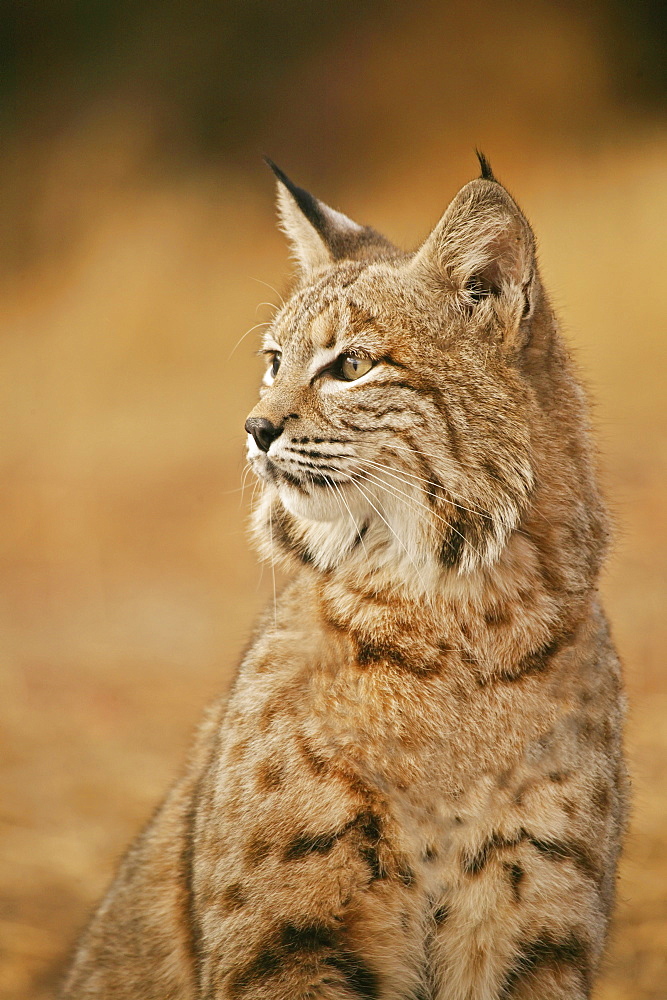 Bobcat Portrait