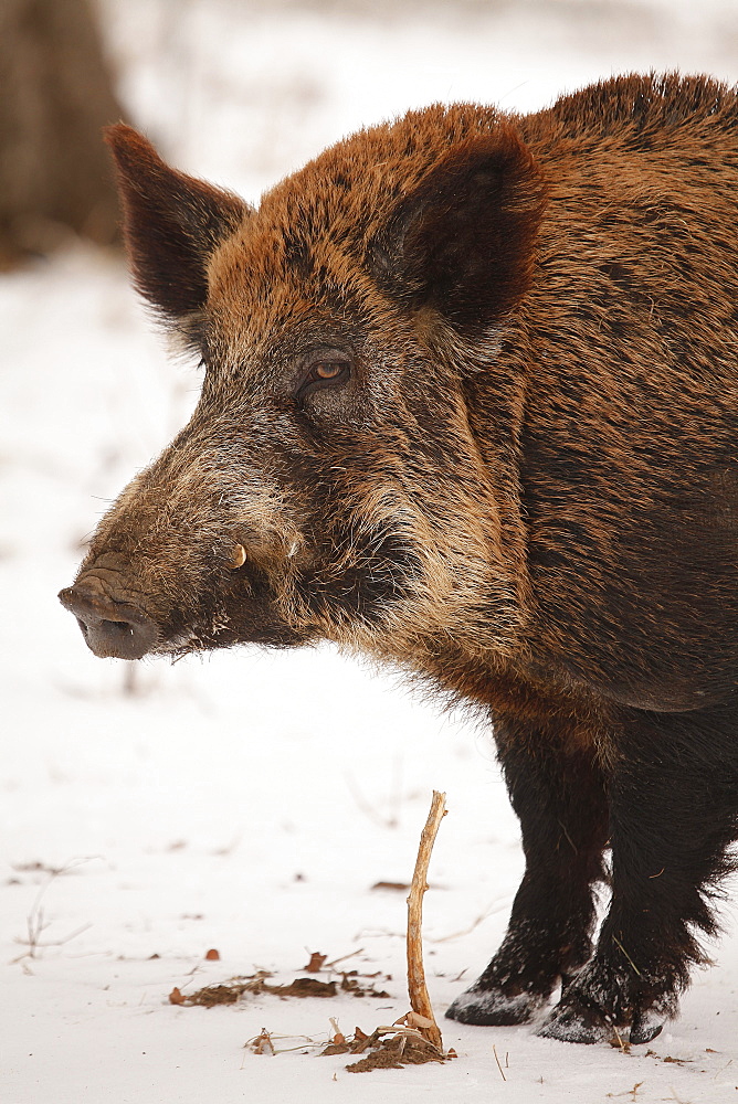 Feral Hog