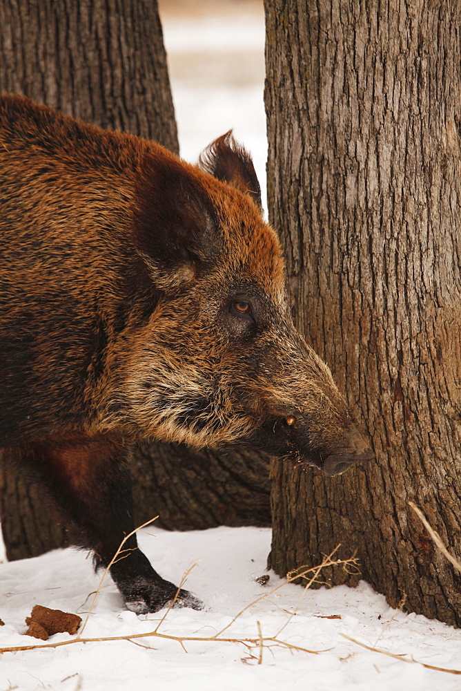 Feral Hog