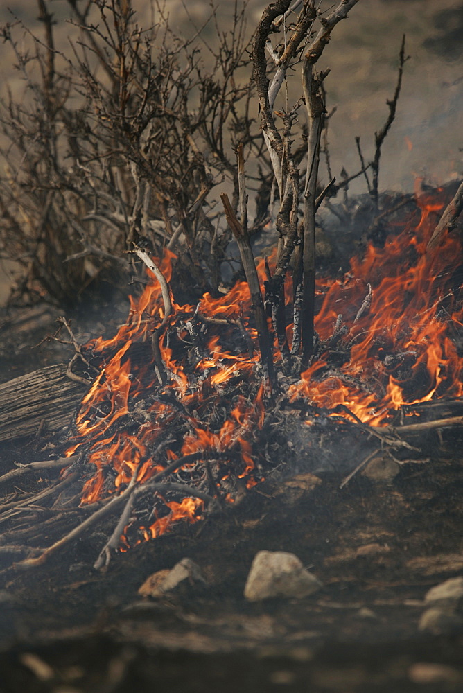 Controlled Burn In Wildlife Management Area