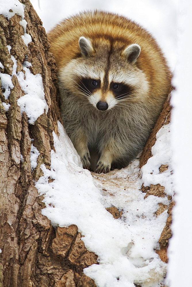 Raccoon (Procyon Lotor), Ecomuseum Zoo, Ste-Anne-De-Bellevue, Quebec, Canada