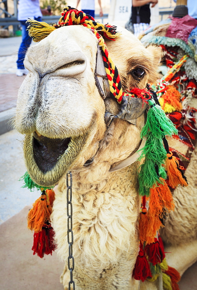 A Camel Decorated In Colourful Tassels, Jerusalem, Israel