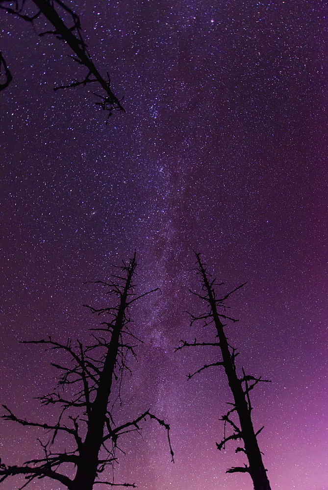 A Pair Of Dead Trees Are Silhouetted Against The Starry Backdrop Of The Milky Way Near The Turnagain Arm, Alaska.