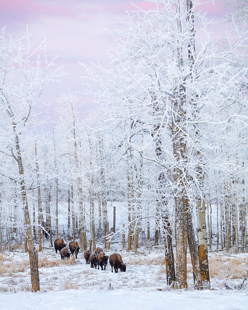 Bison Walking In The Early Morning Through The Snow, Elk Island National Park, Alberta, Canada