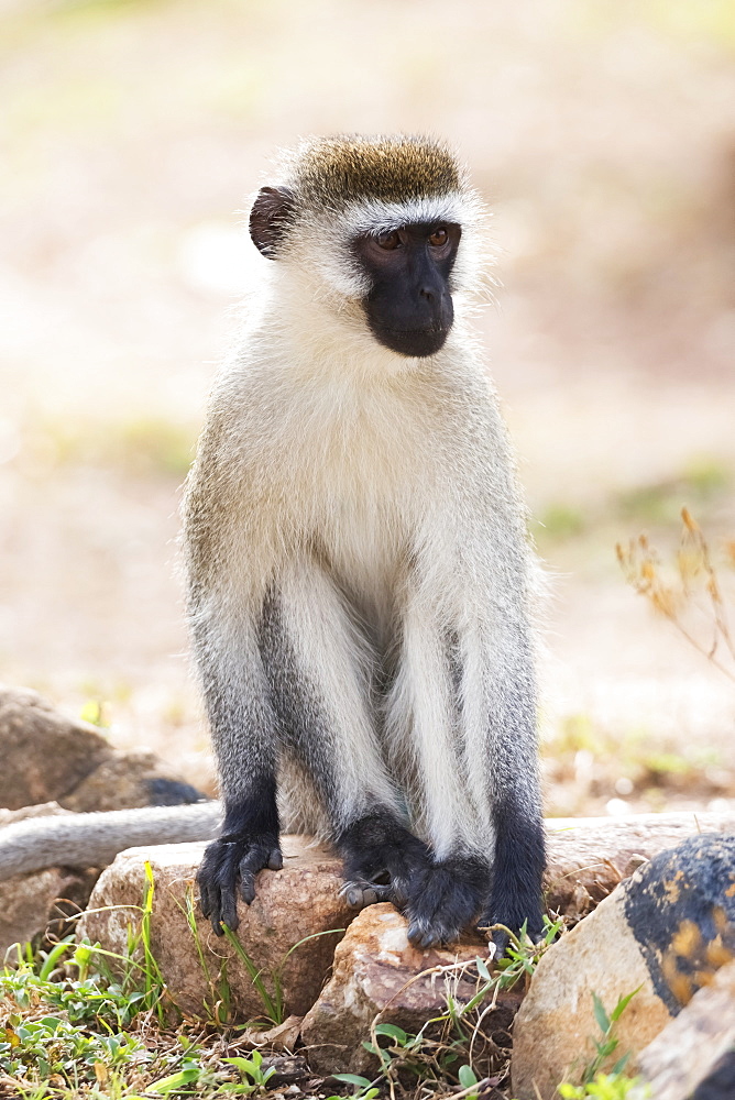 A Male Vervet Monkey Sitting On Rocks In A Dusty Patch Of Ground With A Few Tufts Of Grass On It, He Has A Black Face And Paws And Grey And Brown Fur, Nyabushozi, Western Region, Uganda