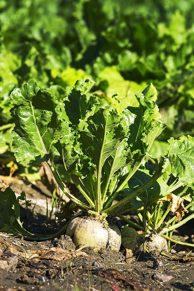 Close Up Of A Turnip And Plant In The Soil Of A Garden, Alberta, Canada