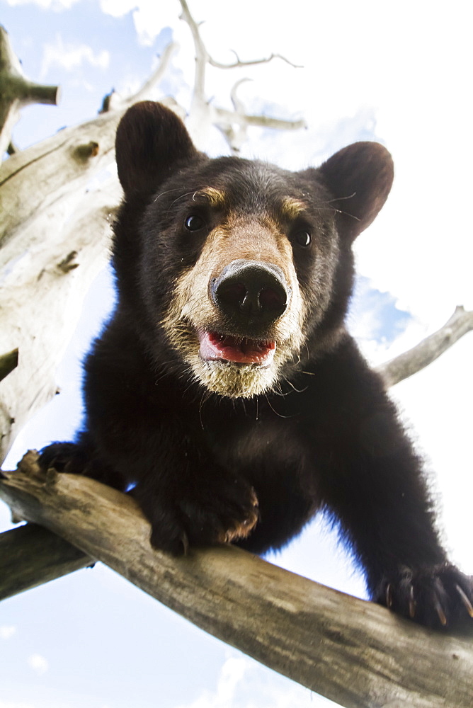 Black Bear Cub (Ursus Americanus), Captive In Alaska Wildlife Conservation Center, South-Central Alaska, Portage, Alaska, United States Of America