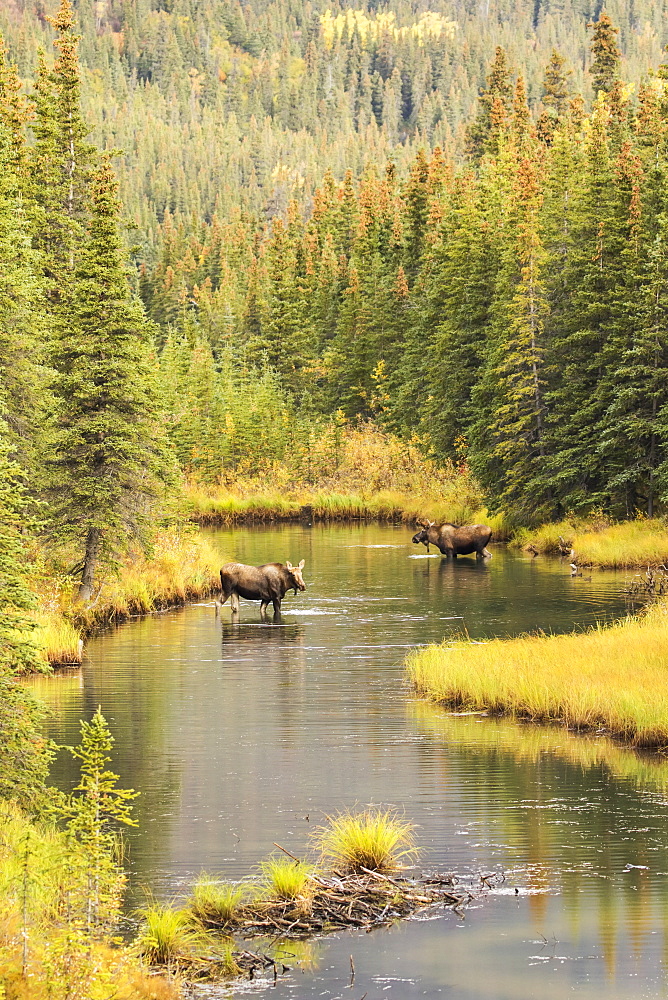 Bull And Cow Moose (Alces Alces) Feeding In A Shallow Pond South Of Cantwell, Photo Taken From Parks Highway Common Moose Habitat, Alaska, United States Of America