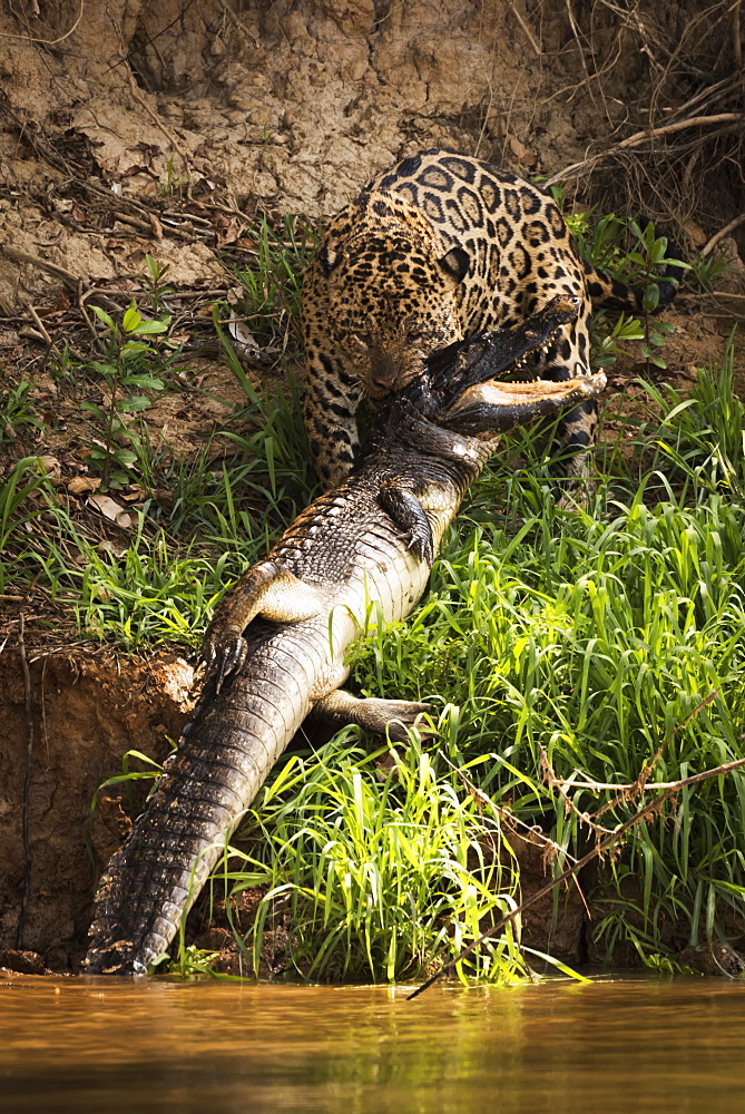 Jaguar (Panthera Onca) Hauling Yacare Caiman (Caiman Yacare) Out Of Water, Mato Grosso Do Sul, Brazil