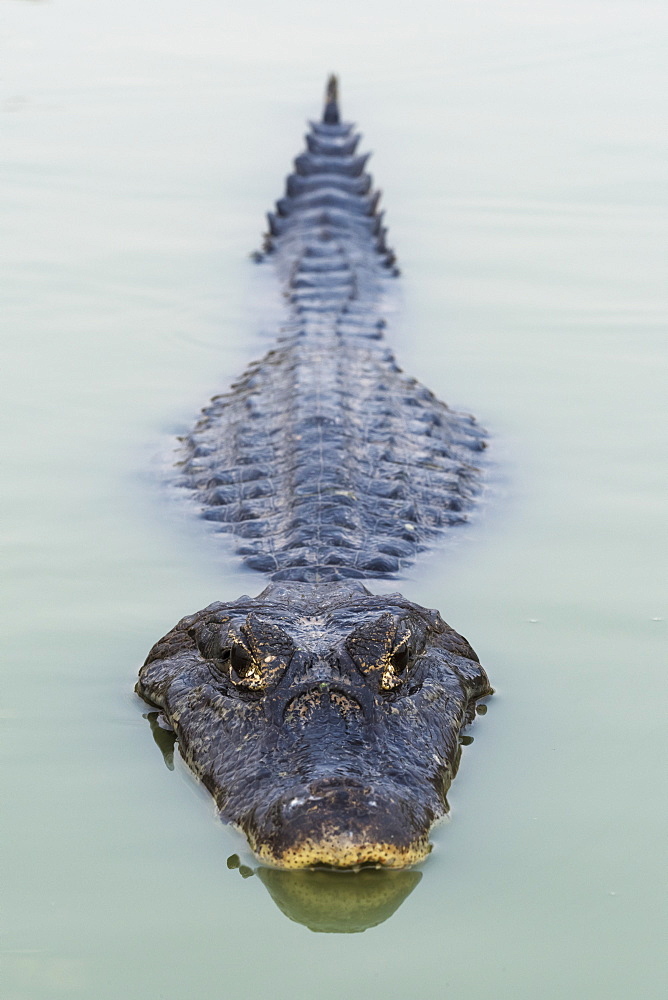 Yacare Caiman (Caiman Yacare) Swimming In Calm Green Water, Mato Grosso Do Sul, Brazil