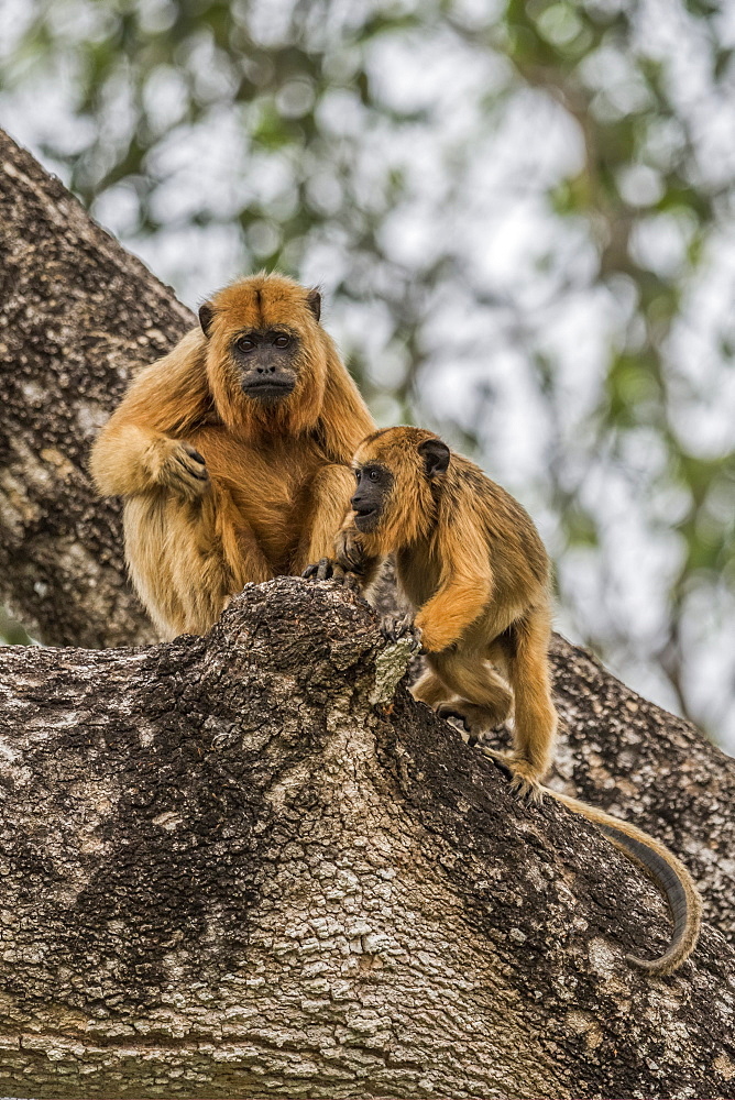 Mother And Baby Black Howler Monkeys Sitting, Mato Grosso Do Sul, Brazil