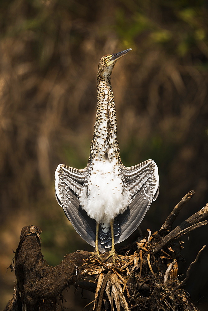 Juvenile Rufescent Tiger Heron (Tigrisoma Lineatum) Stretching It's Wings, Mato Grosso Do Sul, Brazil