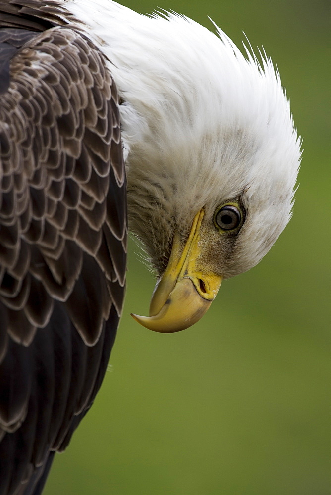 Close Up Of The Head And Beak Of A Bald Eagle (Haliaeetus Leucocephalus), Unalaska, Alaska, United States Of America