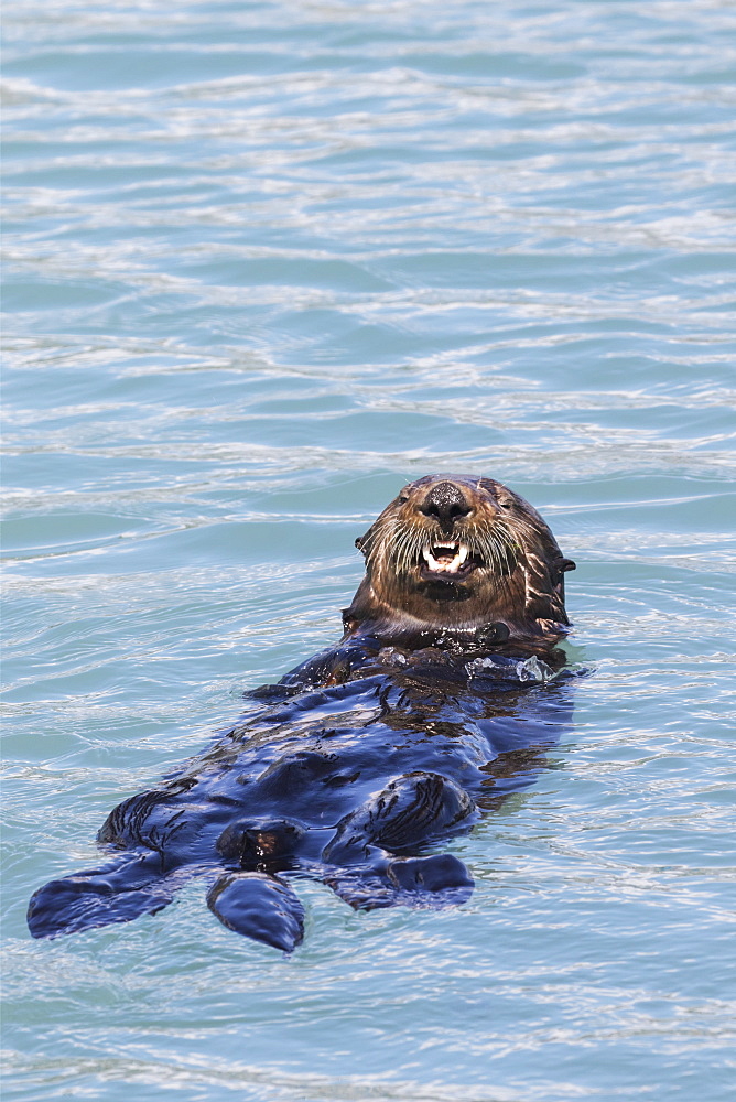 Sea Otter (Enhydra Lutris) Swims In The Small Boat Harbor, Seward, Alaska, United States Of America