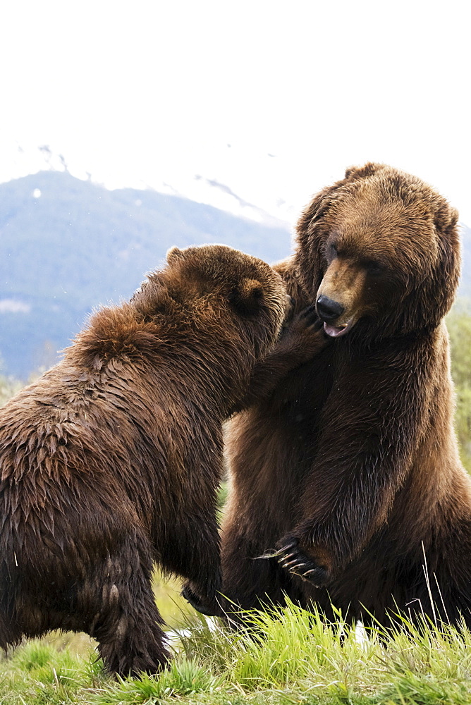 Brown Bears (Ursus Arctos) Captive In Alaska Wildlife Conservation Center, South-Central Alaska, Portage, Alaska, United States Of America