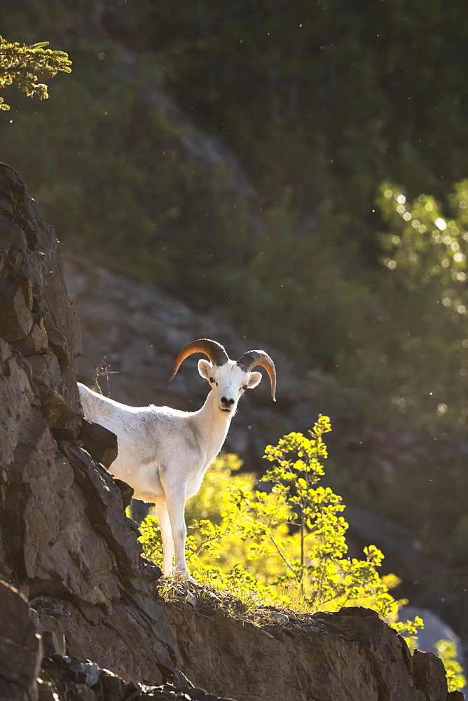 A Young Dall Ram (Ovis Dalli) Looks At Camera From The Rocks In The Windy Point Area Near Mile 106 Of The Seward Highway, South-Central Alaska, Alaska, United States Of America