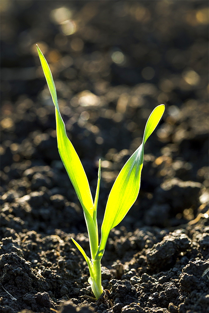 Close Up Of A Barley Seedling In Dark Soil At The Two Leaf Stage, Calgary, Alberta, Canada