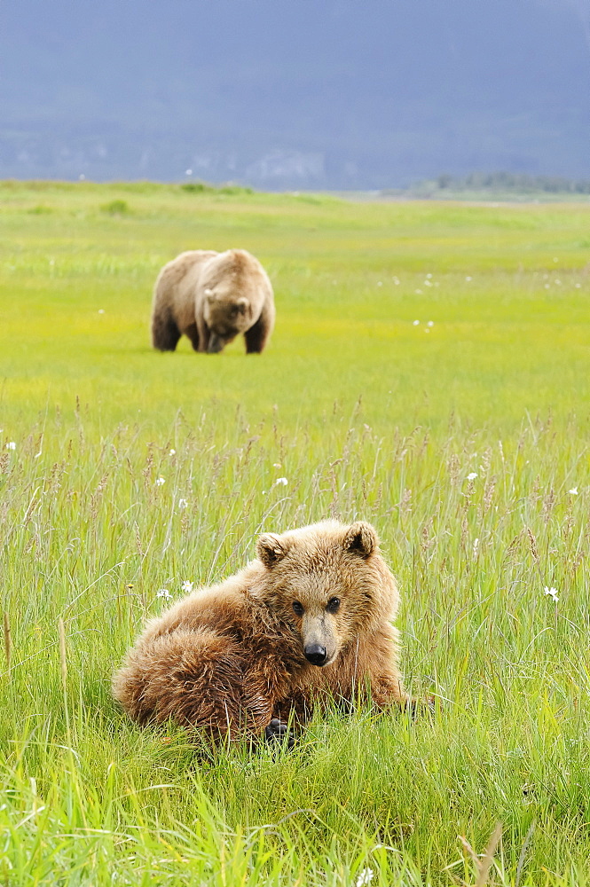 Brown Bear (Ursus Arctos) And Yearling Cub, Katmai National Park, Alaska, United States Of America