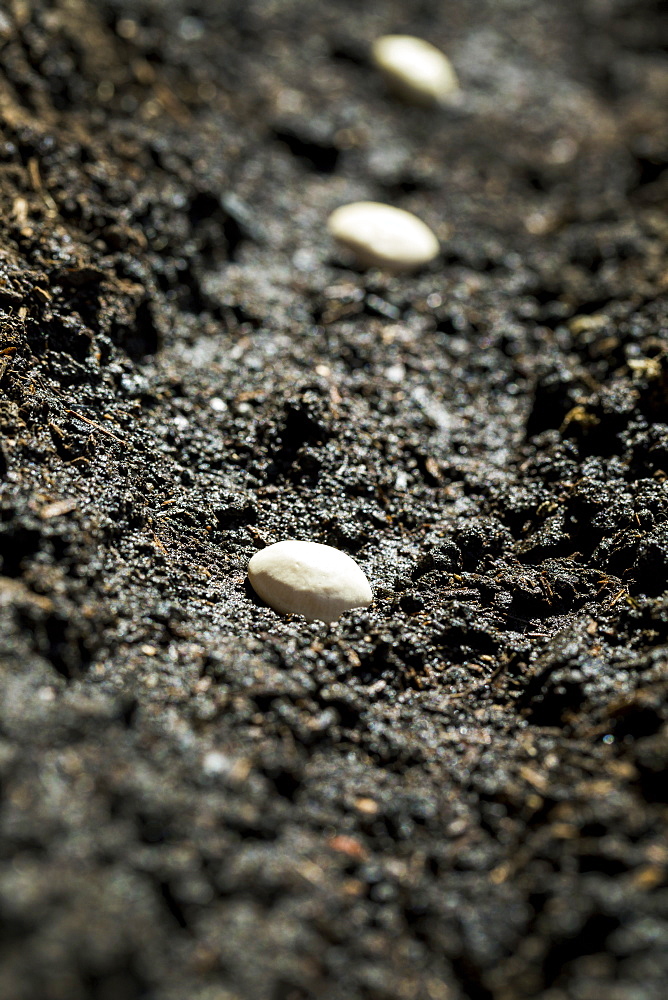 Close Up Of White Bean Seeds Planted In The Soil, Calgary, Alberta, Canada