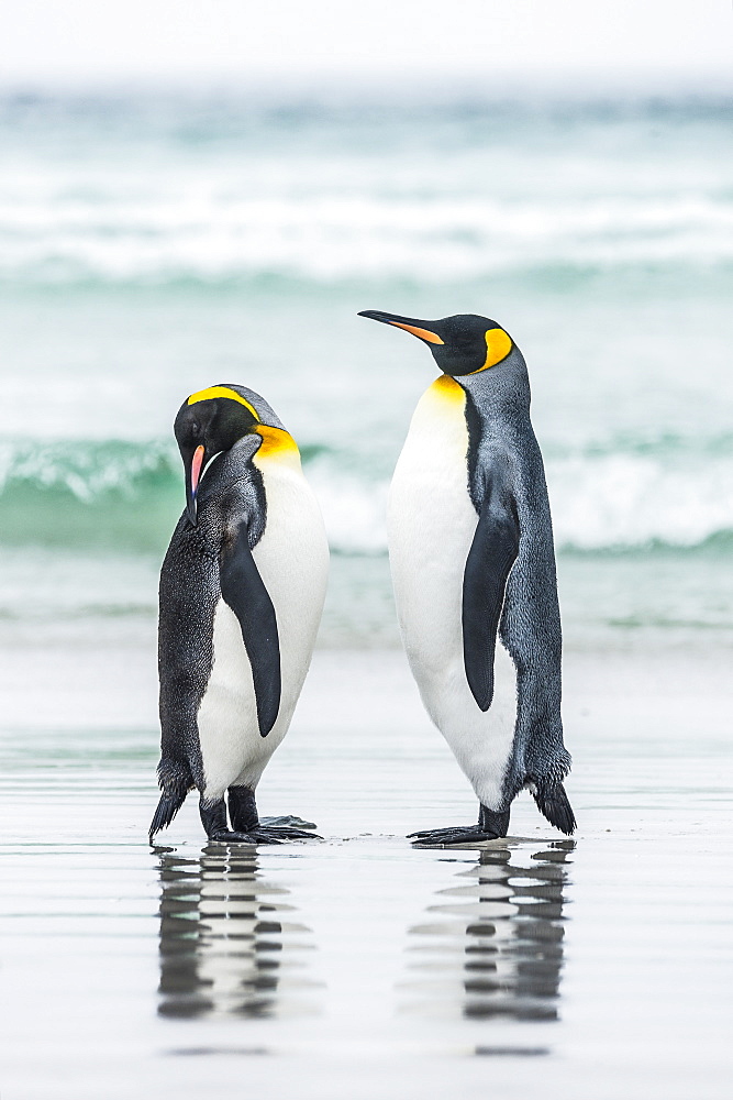 King Penguins (Aptenodytes Patagonicus) Standing Together On The Beach At The Water's Edge