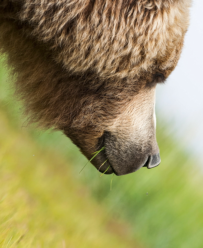 Close Up Of A Brown Bear (Ursus Arctos) Eating Grass