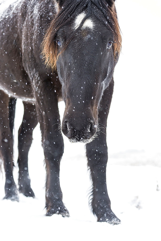 Curious Mustang Peers Towards The Camera While Standing In A Snowy Field During A Snowfall, Turner Valley, Alberta, Canada