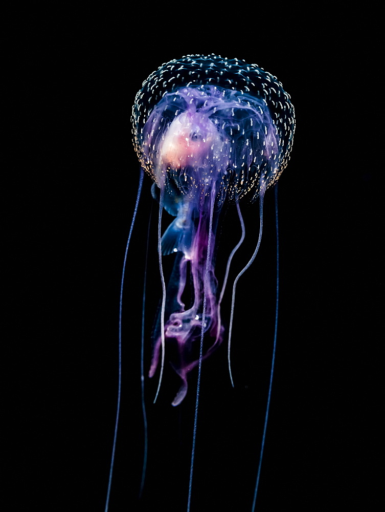 Jellyfish (Pelagia Noctiluca) With Fish Prey Photographed During A Blackwater Scuba Dive Several Miles Offshore Of A Hawaiian Island At Night, Hawaii, United States Of America