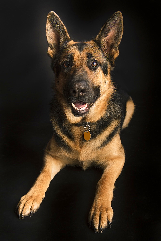 Portrait Of A German Shepherd On A Black Background, Spruce Grove, Alberta, Canada