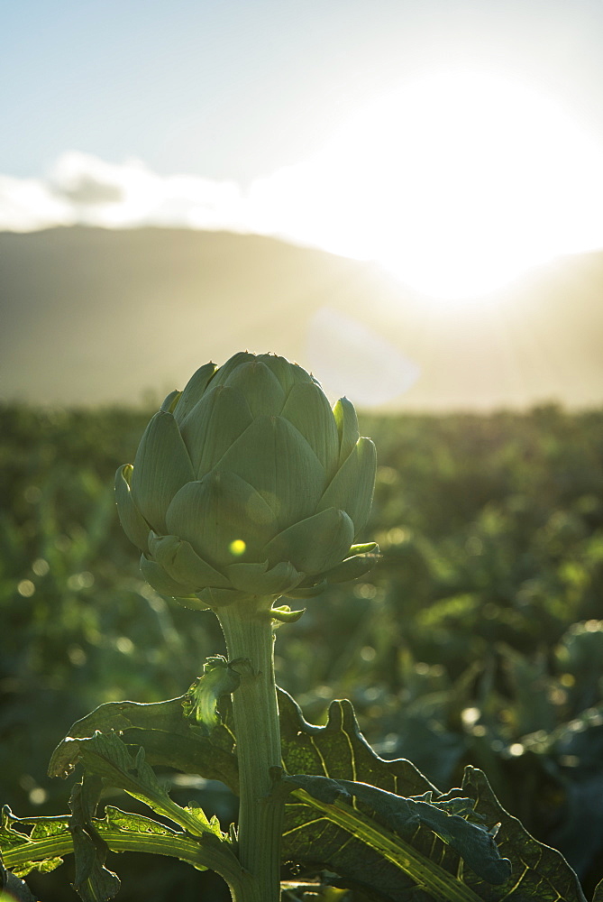 Artichoke In Field, Gonzales, California, United States Of America