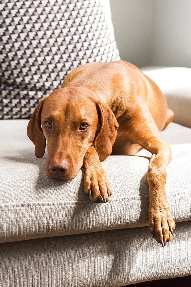 Hungarian Vizsla Facing Camera Lying On Sofa, Reigate, England