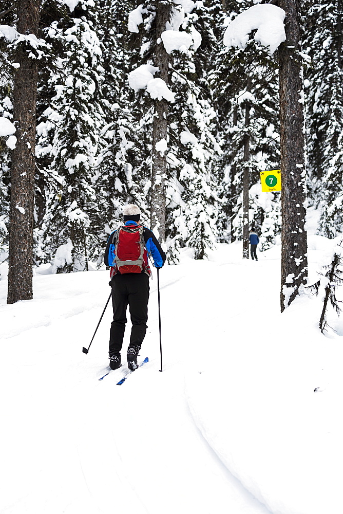 Male Cross Country Skier Along Groomed Trail With Snow Covered Trees, Lake Louise, Alberta, Canada