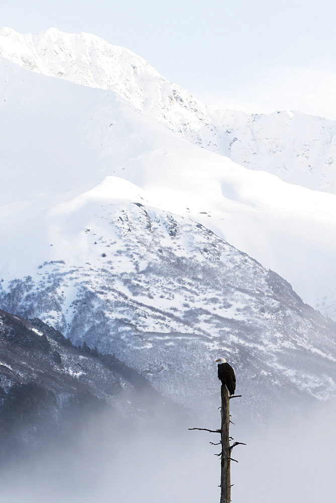 Adult Bald Eagle (Haliaeetus Leucocephalus) Perched On The Top Of A Dead Tree With Snow Covered Mountains In The Distance, Portage Valley, Alaska, United States Of America