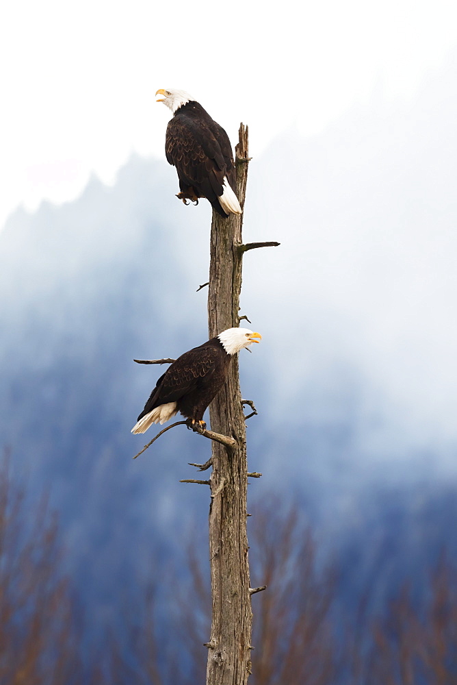 Adult Bald Eagles (Haliaeetus Leucocephalus) Perched On Top Of A Dead Tree, Portage Valley, Alaska, United States Of America