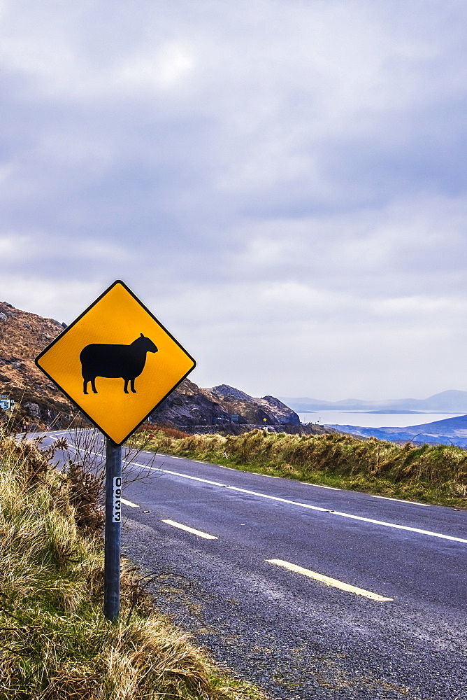 Sheep Crossing Sign Along The Ring Of Kerry, County Kerry, Ireland