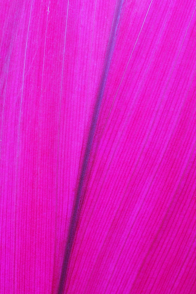 Close Up Detail Of A Pink Flower Petal, Hawaii, United States Of America