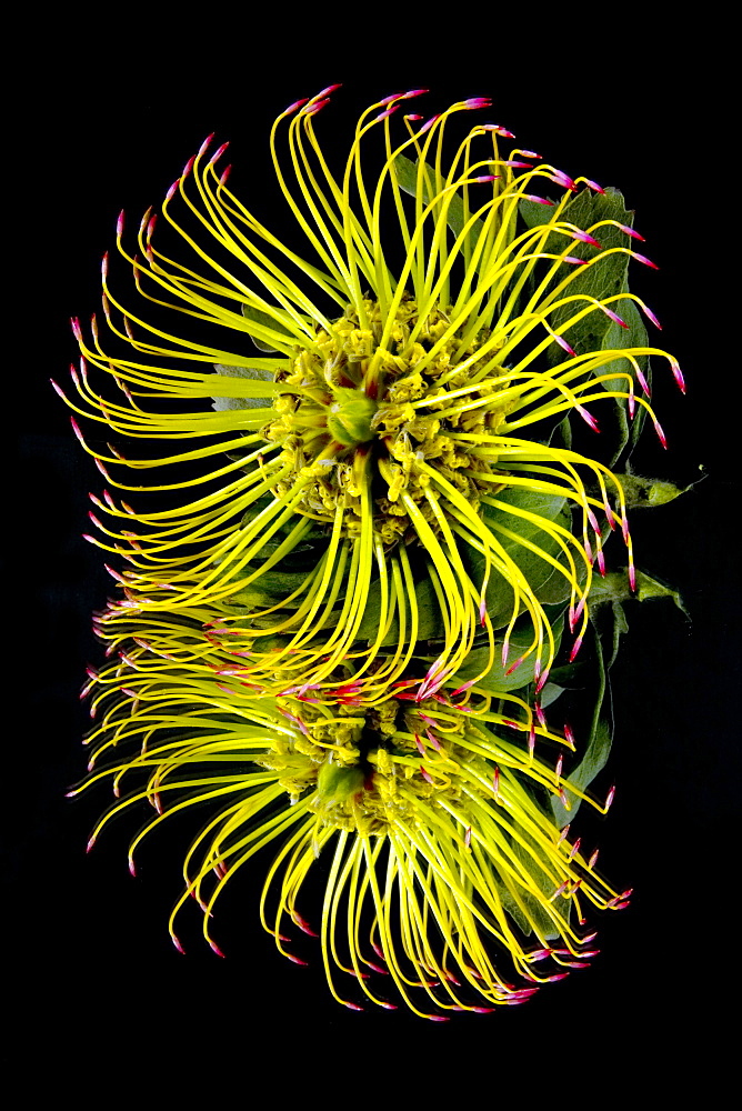 Close Up Of A Unique Tropical Flower On A Black Background, Hawaii, United States Of America