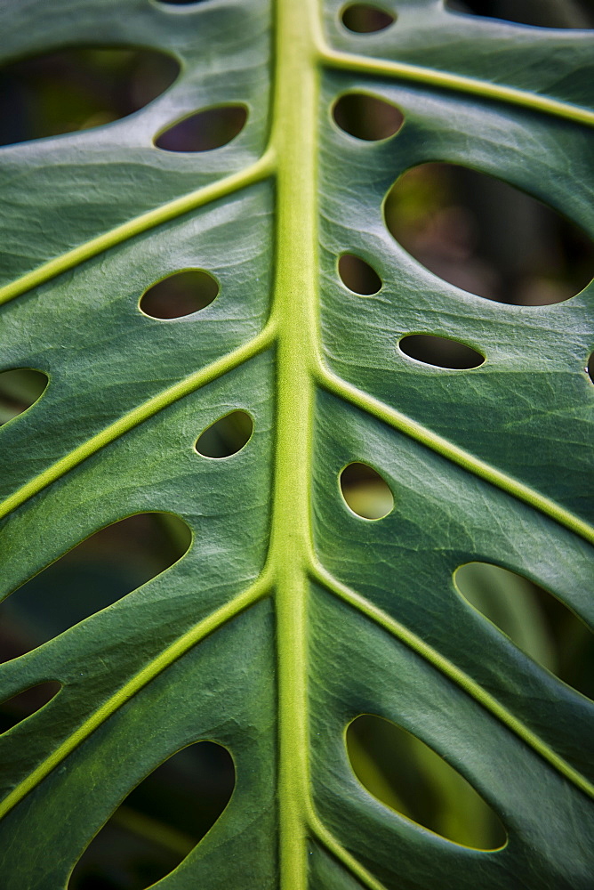 Close Up Of A Green Leaf With Holes In It, Hawaii, United States Of America