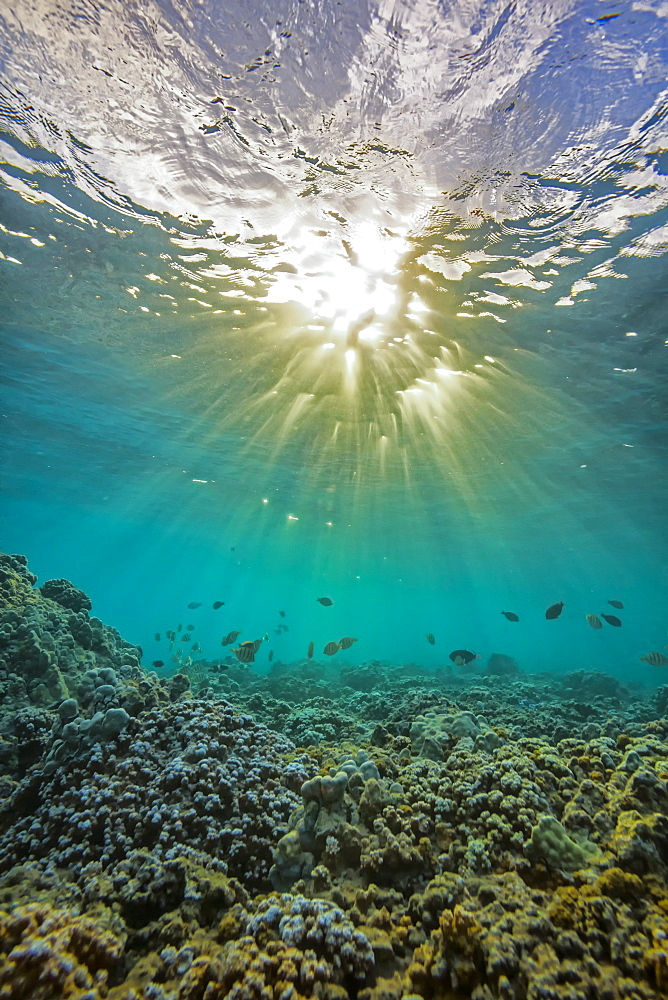 An Underwater View Of Fish And Coral With Sunlight Shining Through The Surface Of The Water, Hawaii, United States Of America