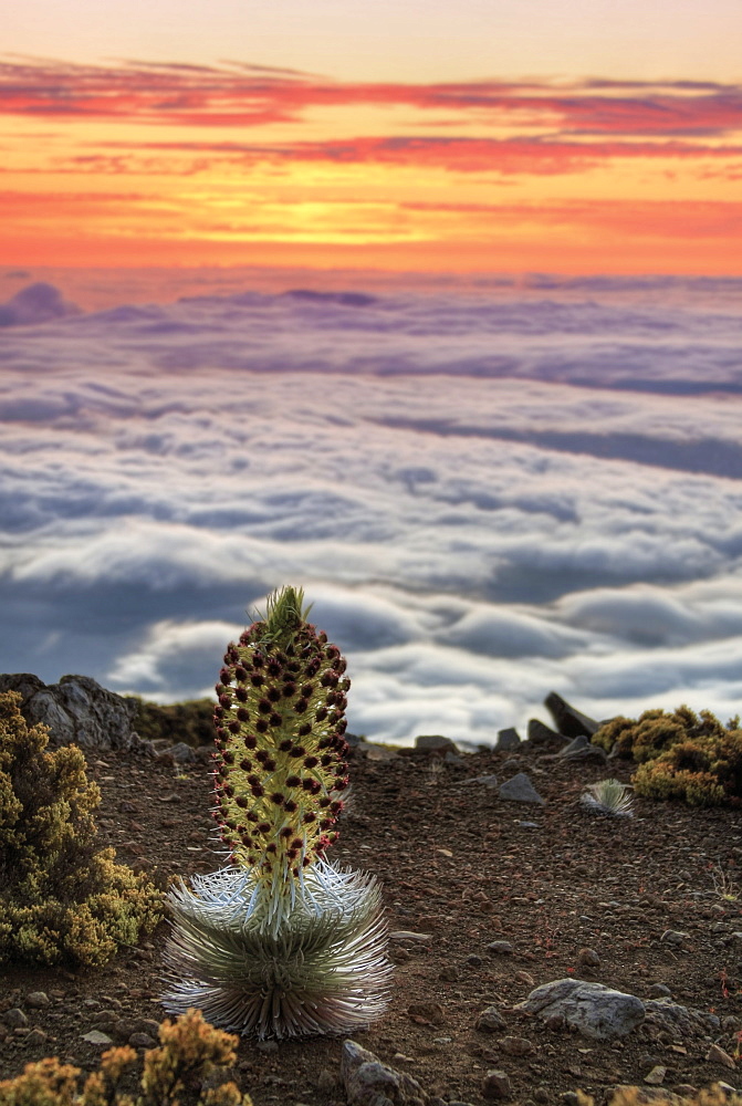 Silversword Plant (Argyroxiphium Sandwicense) At Sunset, Maui, Hawaii, United States Of America