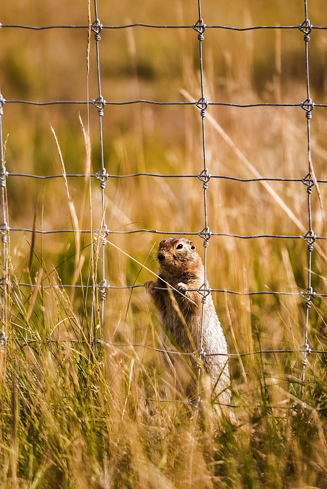 Arctic Ground Squirrel (Spermophilus parryii) behind a fence in a field looking through the grid to the other side, Yukon, Canada