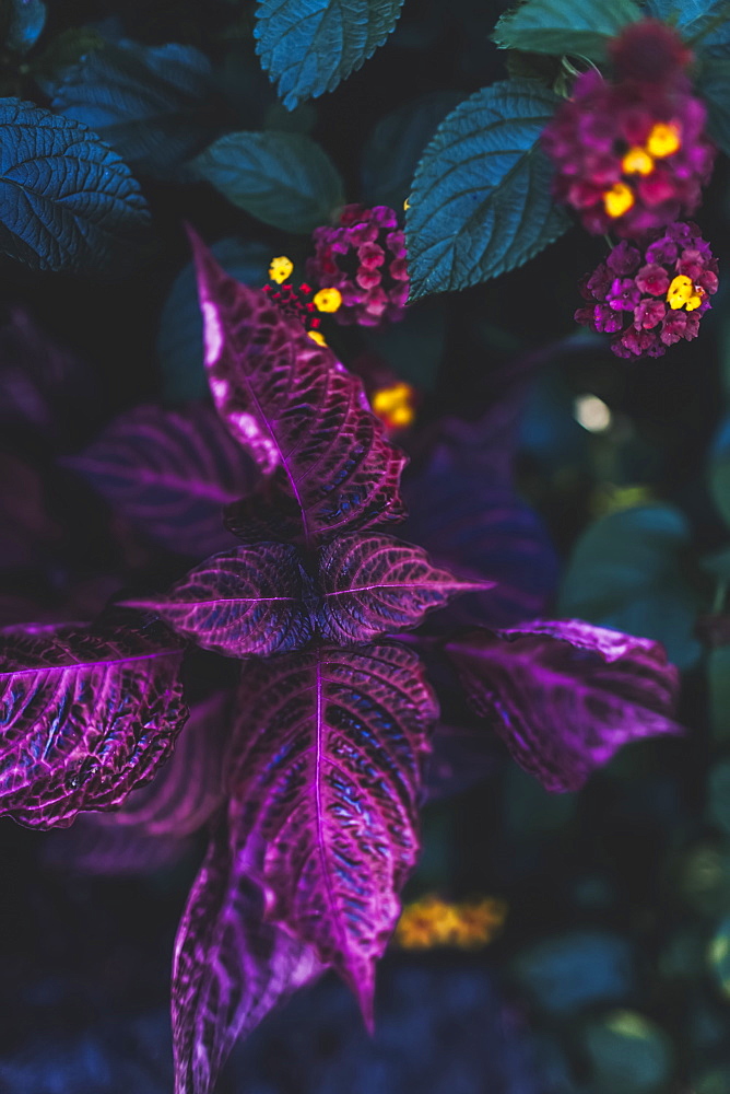 Close-up of a plant with dark green and vibrant purple foliage and delicate clusters of blossoms, Vancouver, British Columbia, Canada