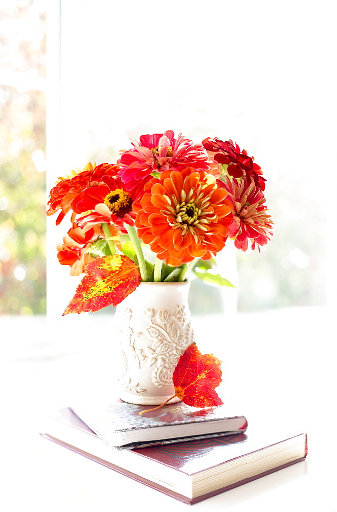 Zinnia's Composed On A Lovely Wide Window Sill, Surrey, British Columbia, Canada