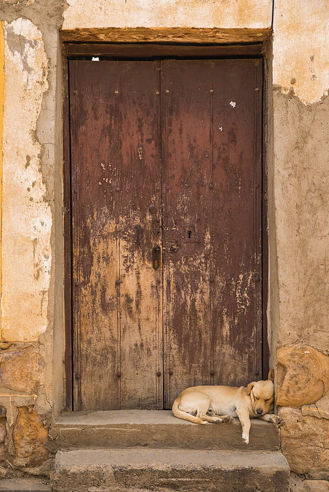 Puppy Sleeping In An Old Doorway, Tarata, Bolivia