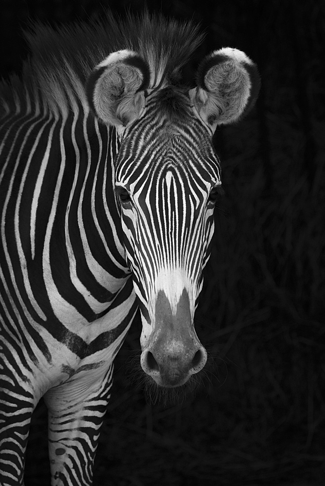 Close-Up Of Grevy's Zebra (Equus Grevyi) Looking At Camera Against A Black Background, Cabarceno, Cantabria, Spain